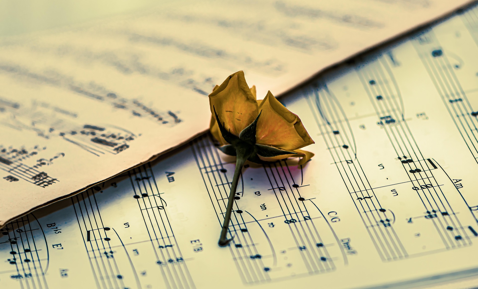 Un fiore sopra uno spartito musicale