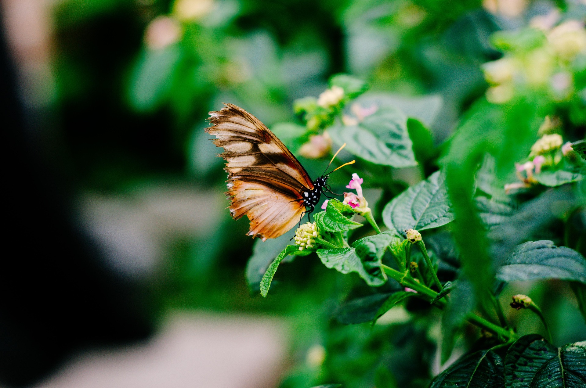 Foto di una farfalla su un fiore