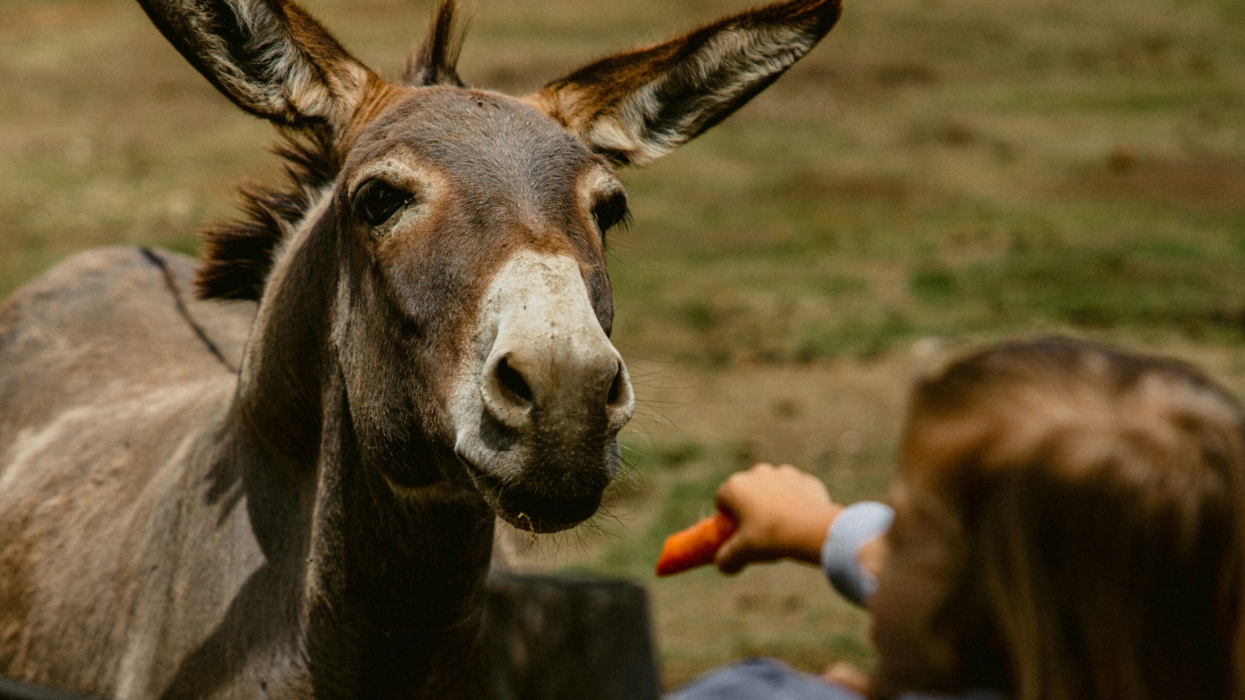 Foto di un asino e di un bambino che gli porge una carota