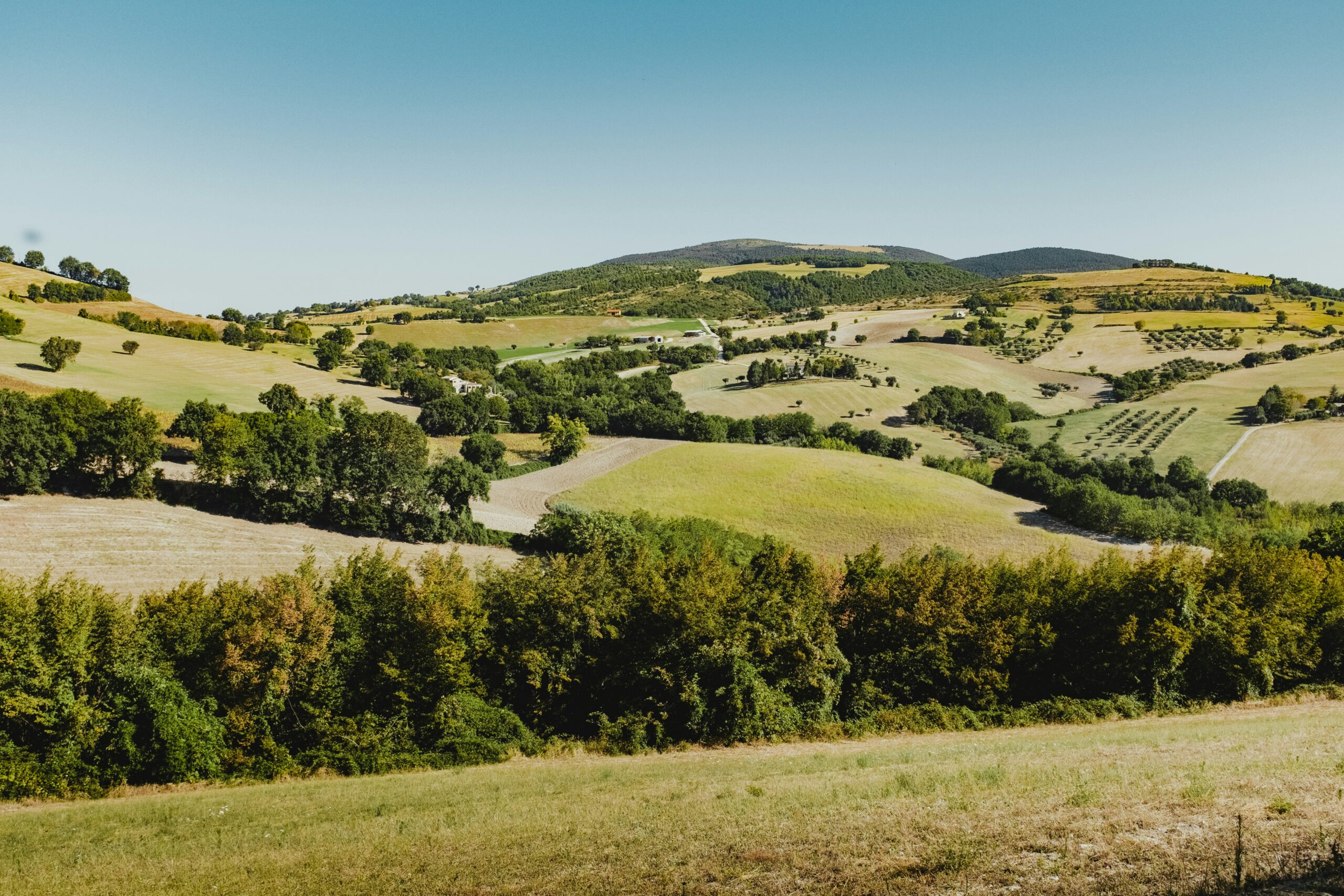 Foto di colline verdi con alberi